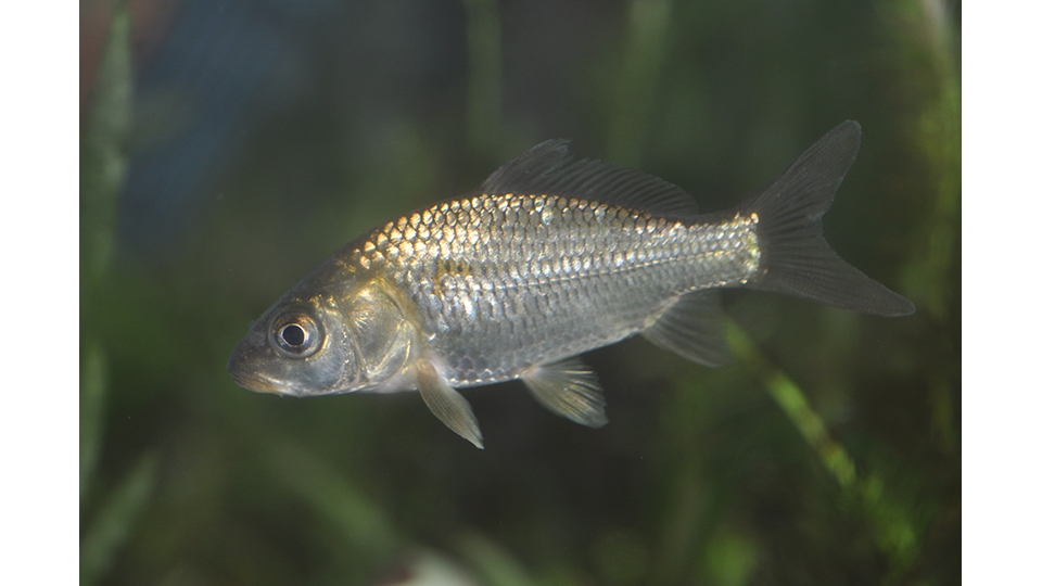 「鯽魚」對環境適應力強，棲息於淡水海域。